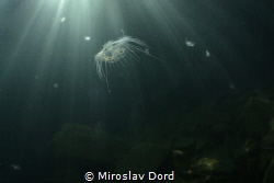 Freshwater jellyfish; Výkleky lake by Miroslav Ďorď 